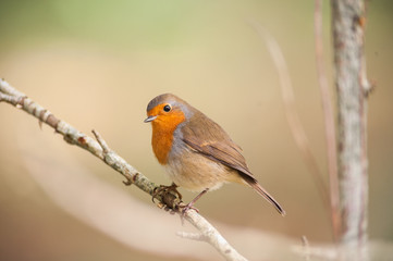 red robin bird on a branch