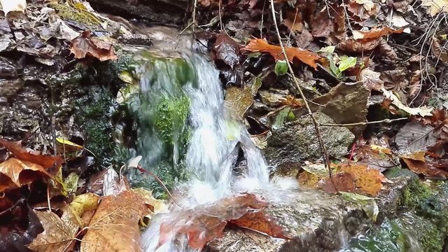 Forest stream running over mossy rocks