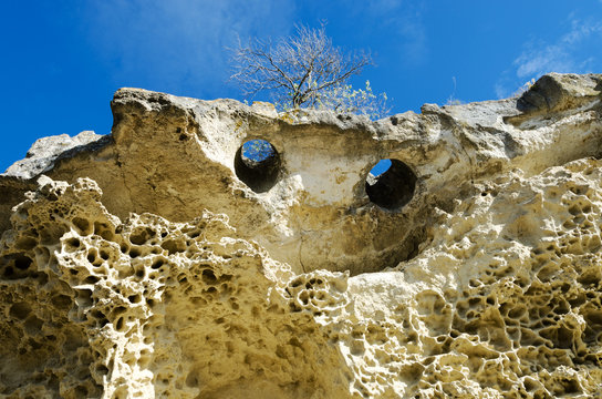 figure weathered limestone nummulites a face