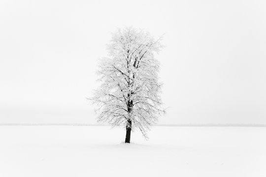 Fototapeta tree in the field 