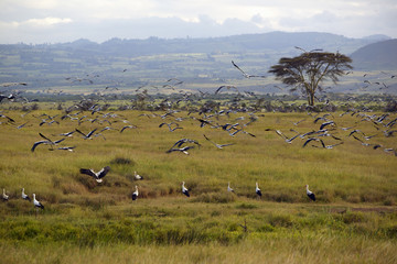 European storks flying near Acacia Tree in Lewa Conservancy, Kenya, Africa