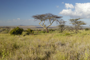 Mount Kenya and lone Acacia Tree at Lewa Conservancy, Kenya, Africa