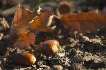 Few acorns and oak leaves at the ground in city park