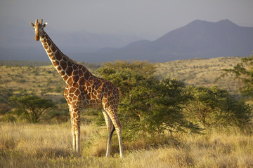 Giraffe in sunset light at Lewa Conservancy, Kenya, Africa