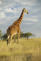 Giraffe in sunset light at Lewa Conservancy, Kenya, Africa