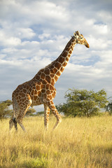 Obraz premium Giraffe in sunset light at Lewa Conservancy, Kenya, Africa