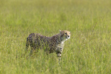 Cheetah stalking through high grasslands of Masai Mara near Little Governor's camp in Kenya, Africa