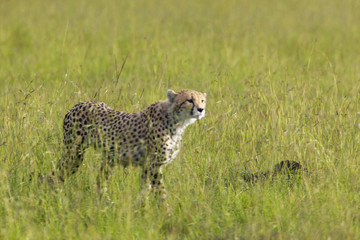 Cheetah stalking through high grasslands of Masai Mara near Little Governor's camp in Kenya, Africa