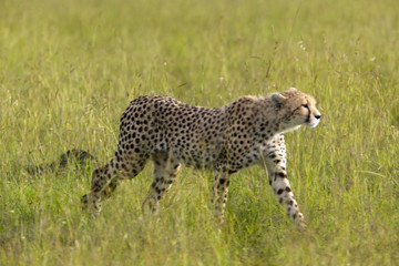 Cheetah stalking through high grasslands of Masai Mara near Little Governor's camp in Kenya, Africa