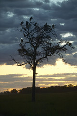 European storks in tree at sunset in Masai Mara near Little Governor's camp in Kenya, Africa