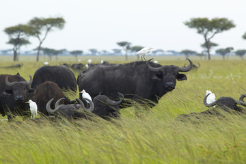 Cape Buffalo and cattle egrets in grasslands of Tsavo National park, Kenya, Africa