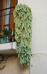 succulent cactus on a balcony