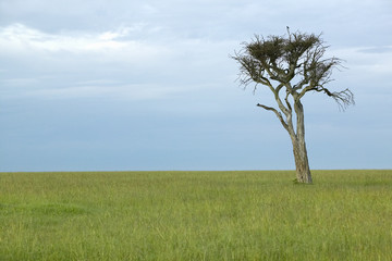 Fototapeta na wymiar Lone tree at dusk in grasslands in Masai Mara in Kenya, Africa