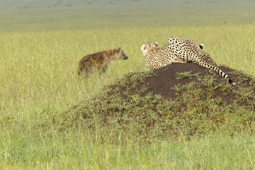 Cheetah stalking Spotted Hyena walking through high grasslands of Masai Mara near Little Governor's camp in Kenya, Africa