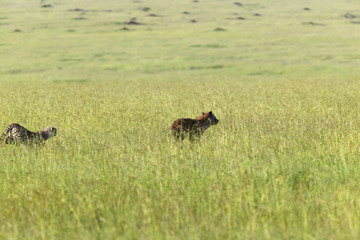 Cheetah chasing Spotted Hyena through high grasslands of Masai Mara near Little Governor's camp in...