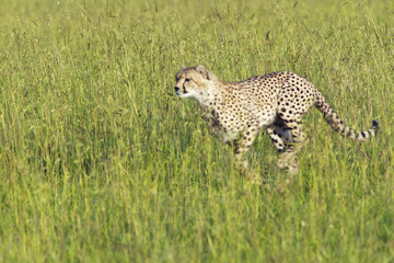 Fototapeta na wymiar Cheetah stalking through high grasslands of Masai Mara near Little Governor's camp in Kenya, Africa