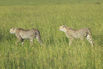 Two Cheetahs stalking through high grasslands of Masai Mara near Little Governor's camp in Kenya, Africa