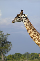 Giraffe in grasslands of Masai Mara near Little Governor's camp in Kenya, Africa