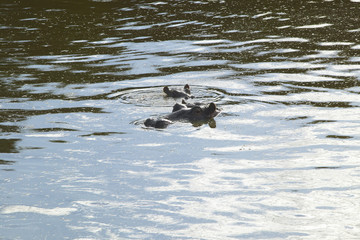 Hippopotamus in pool of water in Masai Mara near Little Governor's camp in Kenya, Africa
