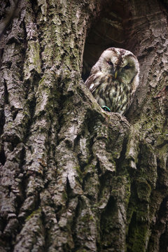 Tawny Owl in the nest hole