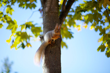 Squirrel on the tree