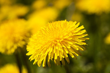   close up flowers  dandelions
