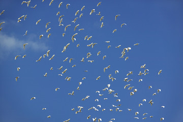 White birds flying in blue sky of Nairobi National Park, Nairobi, Kenya, Africa
