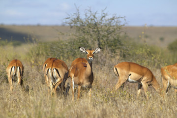 Naklejka na ściany i meble Impala looking into camera at Nairobi National Park, Nairobi, Kenya, Africa