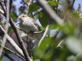 Sparrow on a branch