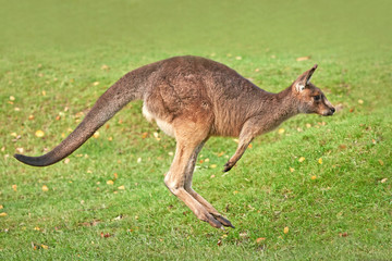 Oostelijke grijze kangoeroe (Macropus giganteus)
