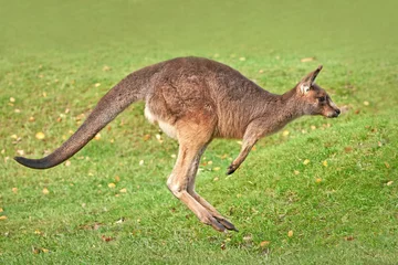 Deurstickers Kangoeroe Oostelijke grijze kangoeroe (Macropus giganteus)