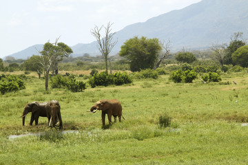Naklejka na ściany i meble African Elephants at watering hole in Tsavo National Park, Kenya, Africa