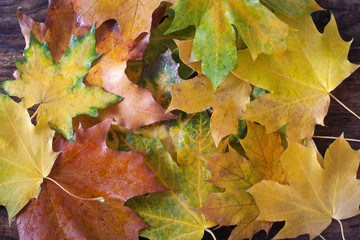 Фон из кленовых листьев