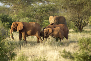 Fototapeta na wymiar African Elephants taking a dust bath in Tsavo National Park, Kenya, Africa