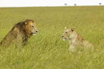 Male and female lion in grasslands of Masai Mara near Little Governor's Camp in Kenya, Africa