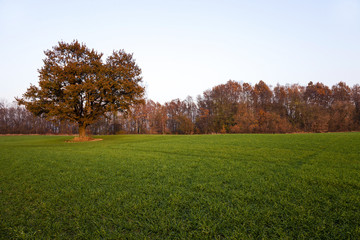 Oak autumn . agricultural field