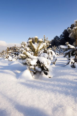 Fototapeta na wymiar pine trees in winter 