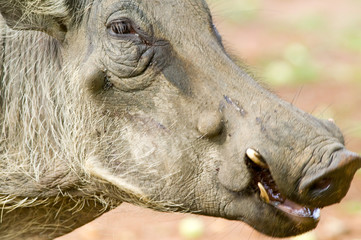 Closeup of face of warthog in Umfolozi Game Reserve, South Africa, established in 1897