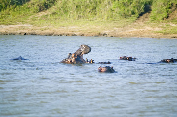 Fototapeta premium Hippo opening mouth in a sequence of shots in the Greater St. Lucia Wetland Park World Heritage Site, St. Lucia, South Africa