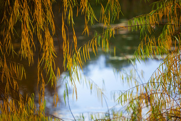 Autumn and leaves