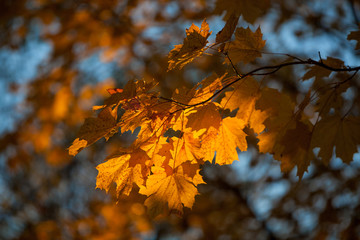 Fototapeta na wymiar Autumn and leaves