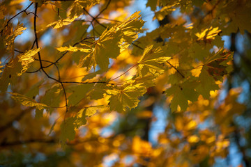 Fototapeta na wymiar Autumn and leaves