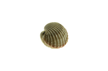cockle on white background