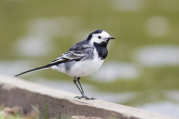 Pied Wagtail by the edge of a lake