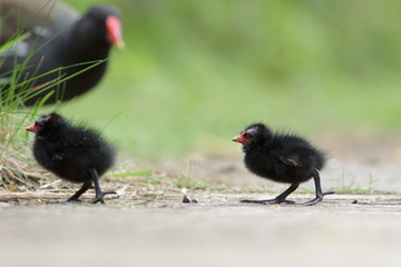 Moorhen with young family