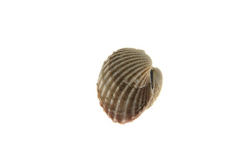 cockle on white background