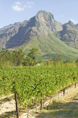 Fototapeta na wymiar Grape vines growing in Stellenbosch wine region, outside of Cape Town, South Africa