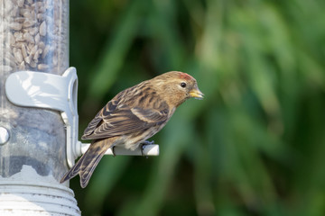 Lesser Redpoll on a garden feeder