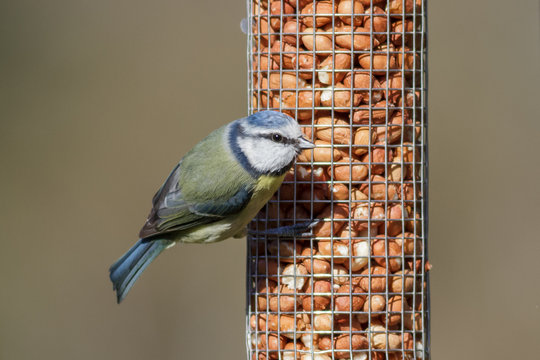 Blue Tit (cyanistes caeruleus) on a garden feeder - Powered by Adobe