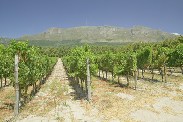 Naklejka premium Constantia Wine Vineyards outside of Cape Town, South Africa